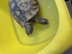 Hermanns : Female approx 60+ years old (Tommy)